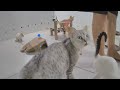 The Funniest Cat Moments of All Time 😂😹 Funny Animal Moments 2024 😂😅