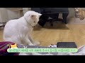 베리콥터와 보보! 베베의 꼬리돌리기🐶🐱