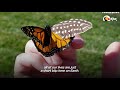 Woman Repairs Butterfly's Broken Wing With A Feather | The Dodo Faith = Restored
