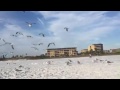 Bird Invasion