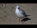 100 Sydney Birds - 06/10 Shore Birds