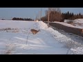 Very close! 10 whitetail deer jumping over huge snow banks