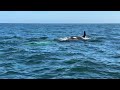 White Killer Whale 4/29/24