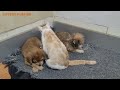 Mother Cat Takes Care Of Two Puppies Instead Of Mother Dog