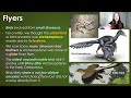 Life on Land during the Triassic & Jurassic / The Dawn of the Dinosaurs | GEO GIRL