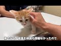 生まれて初めて病院でワクチンの注射をされた子猫がこうなっちゃいました…