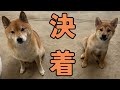 【お風呂】大嫌いなシャンプーに普段はおっとりな柴犬が狂犬に変貌してしましました