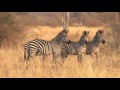 South Luangwa - Zambia 2016