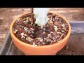 HOW and WHEN to repot cactus and succulents | 5 Essential Tips