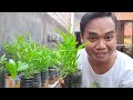 Cara Menanam Kangkung Dalam Botol Tidak Perlu Penyiraman Lagi  Sampai Panen | Urban Farming