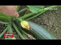 Do I Really Need to Hand Pollinate Zucchini/Squash for Higher Yields |Pollinating insect |Pollinator