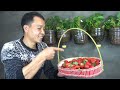 This secret helps me grow super-fruitful strawberries using only plastic bottles