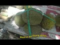 JALAN JALAN KE GALAM BAJUIN BELI DURIAN 5 BIJI DI KEBUN DURIAN LANGSUNG