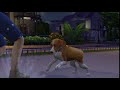 SIMS DAY 004 - Buster going for walk after his Biscults