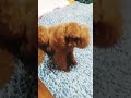 타이니푸들 성견  / TINY POODLE ADULT DOG #cute