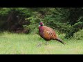 Småfugle, filmet fra skjulet. /Dansk naturfilm/fugle/birds/natur/Dompap/skader/bogfinke/skoven