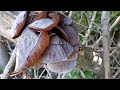 제주 고사리밭 근처 숲속 왕목이버섯 따기/ Picking tree mushrooms in the forest near the bracken field in Jeju