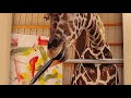 Ozzie The Painting Giraffe