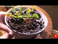 Repotting A Venus Flytrap + Walmart Venus Flytrap Care Tips + Common Venus Flytrap Misconceptions!