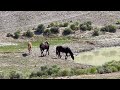 Wild Horses of Sand Wash Basin in Colorado Wild Wonders of America Episode 20 by Karen King