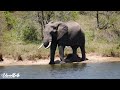 KRUGER SHALATI | TRAIN ON THE BRIDGE | KRUGER MAGIC