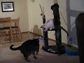 Cats playing