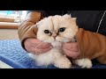 Persian Chinchilla Cat Grooming