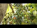 The Slaw fruit#Fruir video Cambidia#tree video