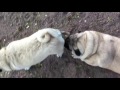 The Fastest Pug in the World - BOO