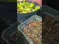 A quick update on my temperate carnivorous plants