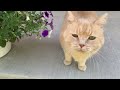 A day in the life of a cat#funny￼