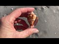 Sanibel shelling: Lightning whelk, murex, tulips, slipper lobster and sting ray!