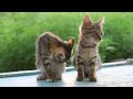 Stress Relief Music For Cat - Deep Soothing Music for Anxious, ill and Stressed Cats With Bird Sound