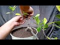 Kimeng Varigata Cascade Mempertegas Gerak Dasar (Ficus Microcarpa Varigated)