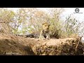 The Moment Crazy Buffalo Tragically Attacked A Pride Of Lions To Save His Family, What Happened Next