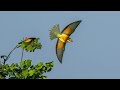 Bee Eaters - Bijeneters - Bienenfresser - a very rare, beautiful bird near my home village (NL)