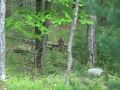 Baby Fawn Crying And Rescued By Mother