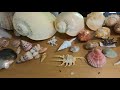 UNBOXING A $1,000 SEASHELL MYSTERY BOX! I Episode 57