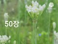 시편낭송41장~50장