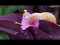 자주하트달개비 꽃을먹는 명주 달팽이 / Snail eating moonflower ^^