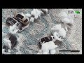 Icy Road Action From CCTV! 1:64 Stop Motion!