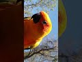 Toonsy the Jenday Conure in apricot tree