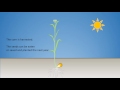 Animated corn growth with titles and music