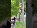 小小年纪， 一身本事，看把这小崽给能得。😎😅【Panda：盼月一家子】卧龙神树坪基地#大熊猫 #panda