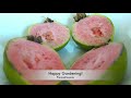 മുറ്റത്തെ മധുരമുള്ള പേരക്ക - Sweet Red Guava - Tropical Fruit | USA Malayalam vlog