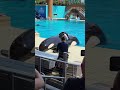 Orca's or Killer whale