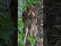 Newborn Fawn Calling For Mom