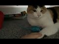 Cat and mouse toy