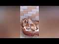Shiba Inu are so Cute and Funny 2020 - Best Shiba Videos