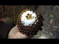 Capturing the most dangerous Hornet in the world #giant Asian hornet #hornet #hornets #hornetsnest